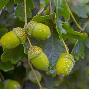 RF Oak Acorns Print