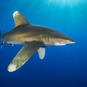 RF - Réquin-teau (Carcharhinus longimanus) nage dans les eaux ouvertes. RF - Réquin-teau (Carcharhinus longimanus) nage dans les eaux ouvertes.