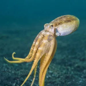 RF - Ocellate octopus (Amphioctopus mototi) swimming up from the sea floor