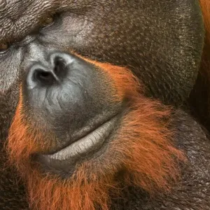 RF- Orangutan Head Portrait Print RF- Orangutan Head Portrait Print
