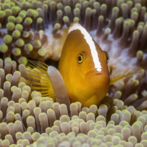 RF Orange Skunk Clownfish Print RF Orange Skunk Clownfish Print
