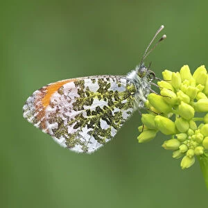 RF - Orange tip butterfly (Anthocharis cardamines) male, resting on flower (Cruciferae sp. ), Peerdsbos, Brasschaat, Belgium. May. (This image may be licensed either as rights managed or royalty free. )