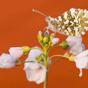 RF- Orange Tip butterfly (Anthocharis cardamines) female resting on Cuckooflower RF- Orange Tip butterfly (Anthocharis cardamines) female resting on Cuckooflower