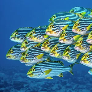 RF - Oriental sweetlips fish (Plectorhinchus vittatus) school swimming above a coral reef, Laamu Atoll, Maldives, Indian Ocean. (This image may be licensed either as rights managed or royalty free.)