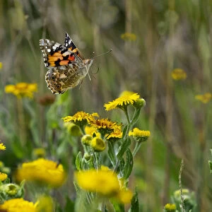 RF - Painted lady butterfly (Cynthia cardui) feeding on Fleabane