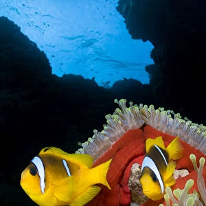 RF- Pair of Red Sea anemonefish (Amphiprion bicinctus) in Magnificent sea anemone