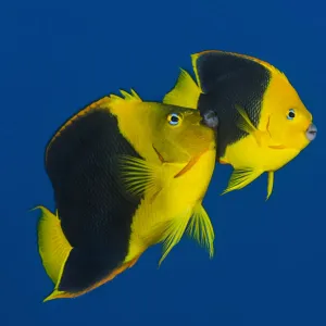 RF- Pair of Rock beauties (Holacanthus tricolor) spawning at dusk