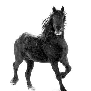 RF - Percheron-Rossenschritt durch Schnee. Alberta, Kanada. Februar. (Diese Bild kann lizenziert werden entweder als Rechte- oder Königlichkeitsfrei.) RF - Percheron-Rossenschritt durch Schnee. Alberta, Kanada. Februar. (Diese Bild kann lizenziert werden entweder als Rechte- oder Königlichkeitsfrei.)
