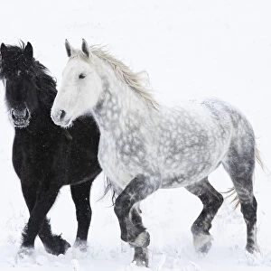 RF - Percheron horse, two walking through snow, one black, one dappled grey