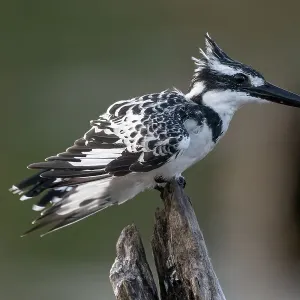 RF - Pied kingfisher (Ceryle rudis) female, perched on dead branch, Allahein River, The Gambia. (This image may be licensed either as rights managed or royalty free. ) RF - Pied kingfisher (Ceryle rudis) female, perched on dead branch, Allahein River, The Gambia. (This image may be licensed either as rights managed or royalty free. )