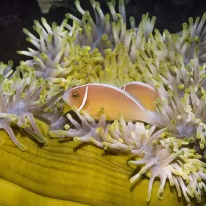 RF - Pink anemonefish (Amphiprion perideraion) with host anemone (Heteractis magnifica) RF - Pink anemonefish (Amphiprion perideraion) with host anemone (Heteractis magnifica)
