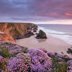 RF- Pink thrift print, Bedruthan Steps cliffs, Cornwall RF- Pink thrift print, Bedruthan Steps cliffs, Cornwall