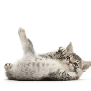Silver Tabby Kitten Print Silver Tabby Kitten Print