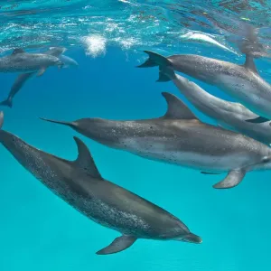 RF - Naufrage de dauphins à ventre rayé (Stenella frontalis) en banc sur un banc de sable peu profond. RF - Naufrage de dauphins à ventre rayé (Stenella frontalis) en banc sur un banc de sable peu profond.