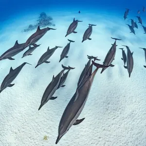 RF - Un groupe de dauphins à ailerons (Stenella longirostris) se déplace en formation au-dessus du sable de. RF - Un groupe de dauphins à ailerons (Stenella longirostris) se déplace en formation au-dessus du sable de.