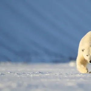 RF - Polar bear (Ursus maritimus) female walking across ice. Svalbard, Norway, April