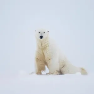 RF - Polar bear (Ursus maritimus) male on snow, portrait, Svalbard, Norway. April. (This image may be licensed either as rights managed or royalty free.)