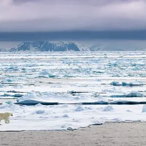 Polar Bear Print on Arctic Ice Flow Polar Bear Print on Arctic Ice Flow