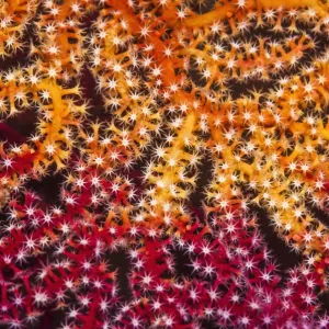 Gorgonian Fan Coral Print Gorgonian Fan Coral Print