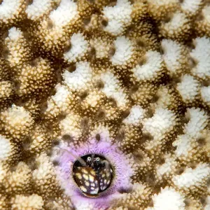 RF Print: Coral hermit crab in hard coral colony RF Print: Coral hermit crab in hard coral colony