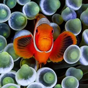 RF - Portrait of Spinecheek anemonefish (Premnas biaculeatus