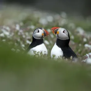RF- Puffins (Fratercula) displaying. Skomer Island, Wales, UK. April RF- Puffins (Fratercula) displaying. Skomer Island, Wales, UK. April