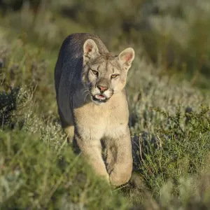 RF - Puma (Puma concolor puma), giovane maschio che cammina su pendio vicino al Parco Nazionale Torres del Paine. RF - Puma (Puma concolor puma), giovane maschio che cammina su pendio vicino al Parco Nazionale Torres del Paine.