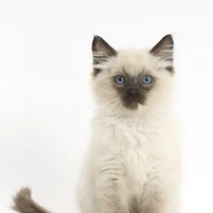 RF- Ragdoll kitten, 10 weeks, sitting