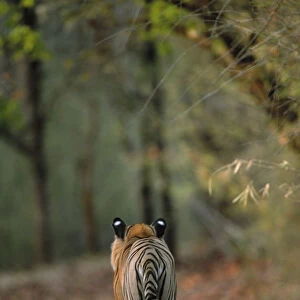 RF- Rear view of male Bengal tiger (Panthera tigris tigris) walking on track