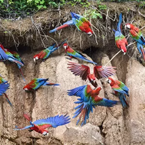 RF - Red-and-green macaw (Ara chloropterus) flock feeding and flying. Wall of clay lick