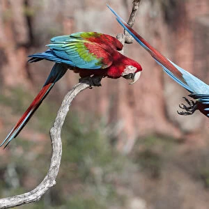 RF - Red-and-green macaws (Ara chloropterus) two with one taking off