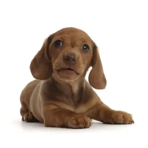 Red Dachshund Puppy Print Red Dachshund Puppy Print