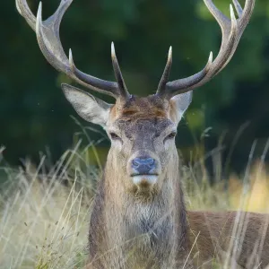 RF - Cerf élaphe (Cervus elaphus) Parc de Richmond, Londres, Angleterre, Royaume-Uni. RF - Cerf élaphe (Cervus elaphus) Parc de Richmond, Londres, Angleterre, Royaume-Uni.