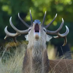 RF - Red deer (Cervus elaphus) Richmond Park, London, England, UK RF - Red deer (Cervus elaphus) Richmond Park, London, England, UK