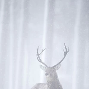 RF- Red deer (Cervus elaphus) stag in pine forest in snow blizzard. Alvie Estate