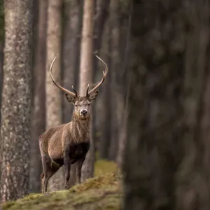 RF - Red deer (Cervus elaphus) stag standing amongst Scot