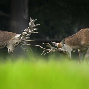 RF - Red deer (Cervus elaphus) stags fighting, Holkham Park, Norfolk, England, UK, September