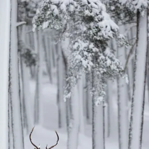 RF - Red Deer stag (Cervus elaphus) in snow-covered pine forest. Scotland, UK. December