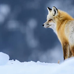 RF - Red fox (Vulpes vulpes) in deep snow. Yellowstone National Park, USA
