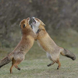 RF - Two Red foxes (Vulpes vulpes) on hind legs play fighting, Netherlands