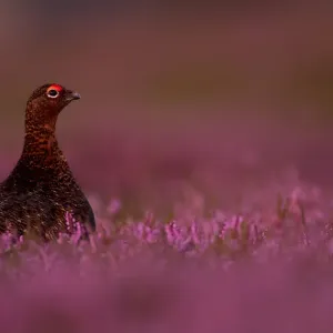 RF - Red Grouse (Lagopus lagopus scotica) among heather. Scotland. August RF - Red Grouse (Lagopus lagopus scotica) among heather. Scotland. August