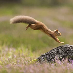 RF - Red Squirrel (Sciurus vulgaris) adult in summer coat leaping onto fallen log
