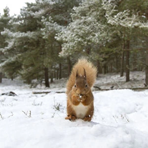 RF - Red Squirrel (Sciurus vulgaris) in woodland habitat in snow. Scotland, UK, December