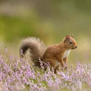 RF - Red squirrel (Sciurus vulgaris) in summer coat amongst heather, Cairngorms National Park