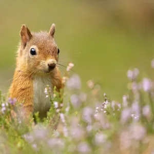 RF - Red squirrel (Sciurus vulgaris), summer coat, close-up amongst flowering heather