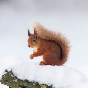 RF - Red Squirrel (Sciurus vulgaris) on log in snow. Scotland, UK. December