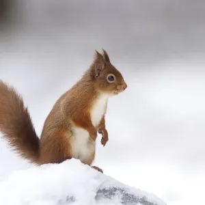 RF - Red Squirrel (Sciurus vulgaris) standing on log in snow. Scotland, UK. December RF - Red Squirrel (Sciurus vulgaris) standing on log in snow. Scotland, UK. December