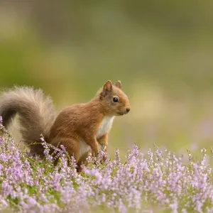 RF - Red squirrel (Sciurus vulgaris) in summer coat amongst heather, Cairngorms National Park RF - Red squirrel (Sciurus vulgaris) in summer coat amongst heather, Cairngorms National Park