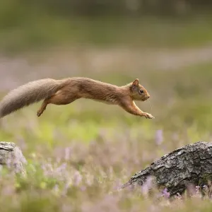 RF - Red Squirrel (Sciurus vulgaris) in summer coat leaping between fallen logs Scotland, UK RF - Red Squirrel (Sciurus vulgaris) in summer coat leaping between fallen logs Scotland, UK