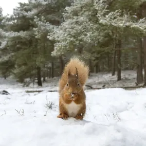 RF - Red Squirrel (Sciurus vulgaris) in woodland habitat in snow. Scotland, UK, December RF - Red Squirrel (Sciurus vulgaris) in woodland habitat in snow. Scotland, UK, December